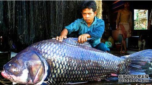 天下上最大的湄公河巨型鲶鱼