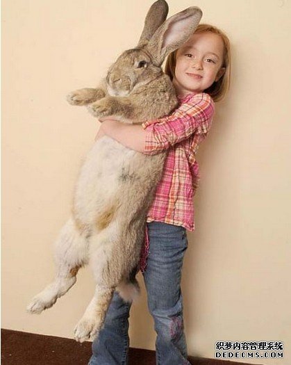 天下上最胖的兔子 高出了儿童体重