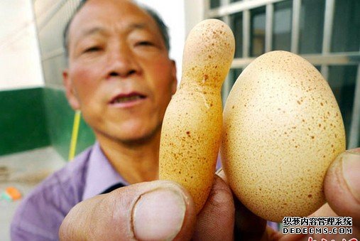 山东母鸡产下酷似“火箭”的独特鸡蛋