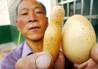 山东母鸡产下酷似“火箭”的独特鸡蛋
